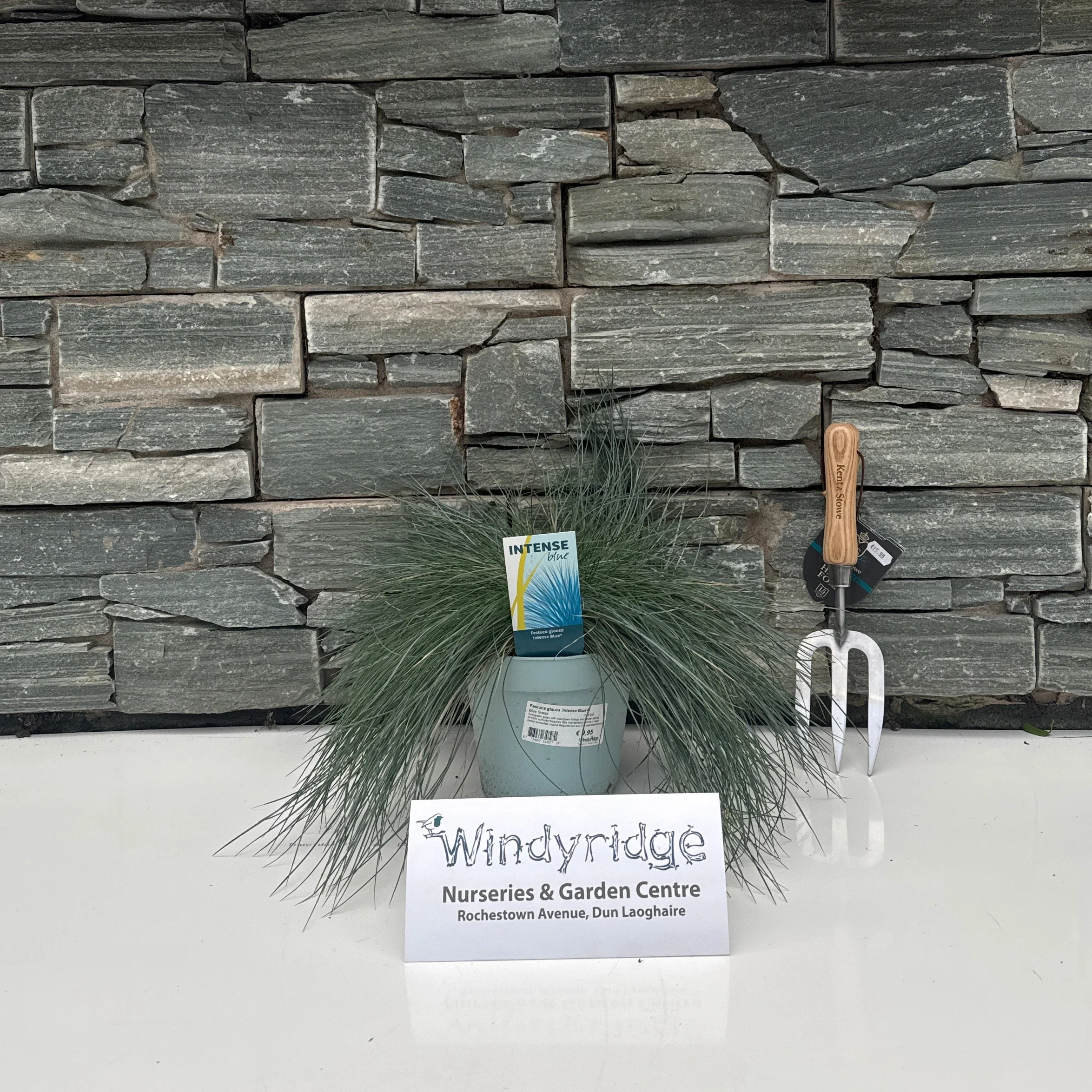 Festuca glauca  Intense Blue - Image 2