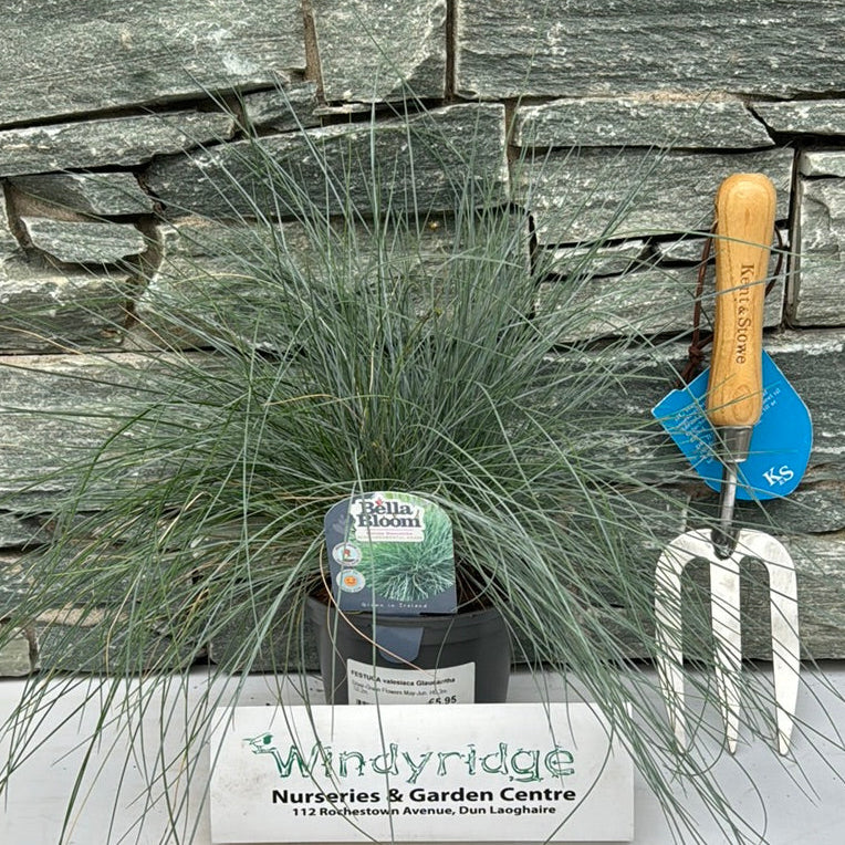 FESTUCA valesiaca Glaucantha