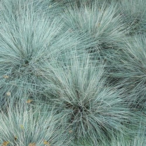 FESTUCA valesiaca Glaucantha - Image 2