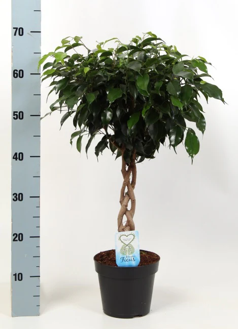Ficus ben. Danielle plaited stem