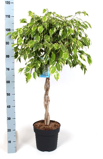 Ficus ben. Golden King  P24, plaited stem
