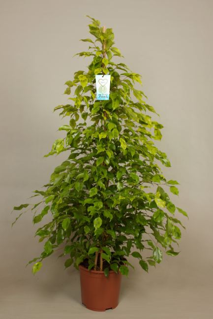 Ficus ben. Reginald 150 CM