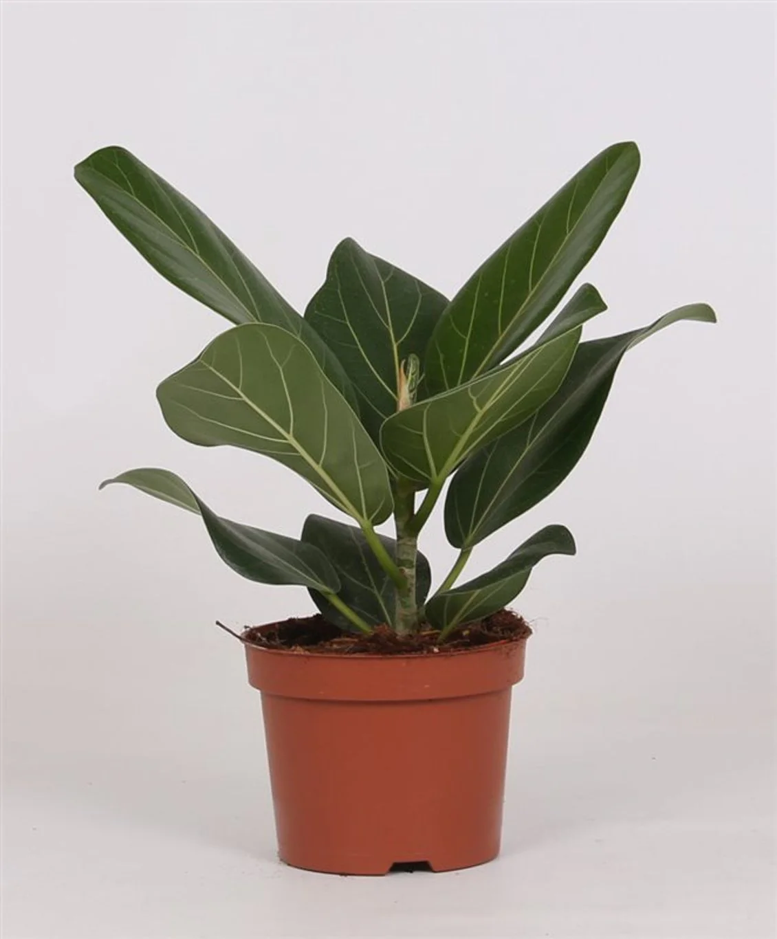 Ficus bengh. Audrey P12