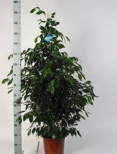 Ficus benjamina Danielle P27 140 CM