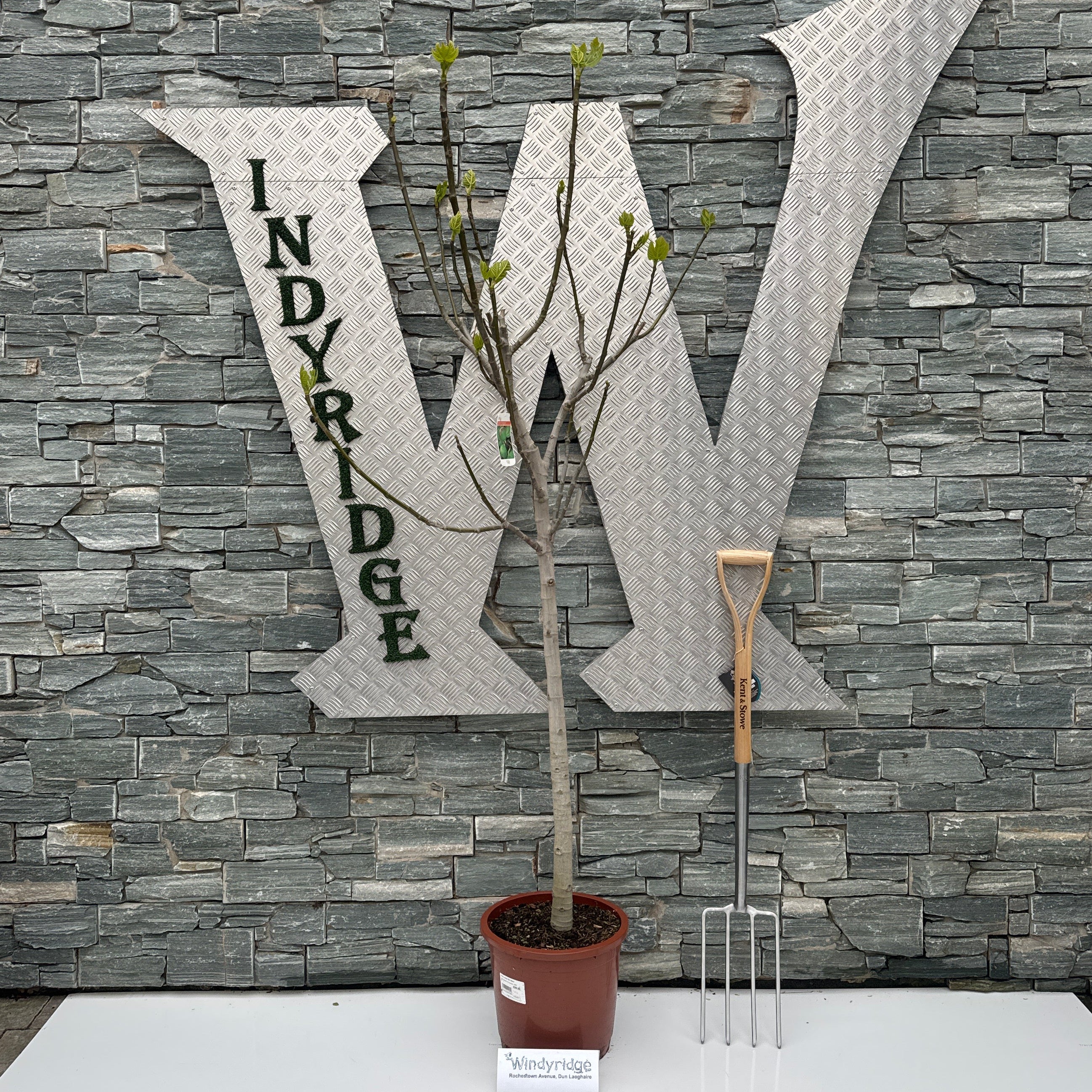 FICUS carica 120-130cm