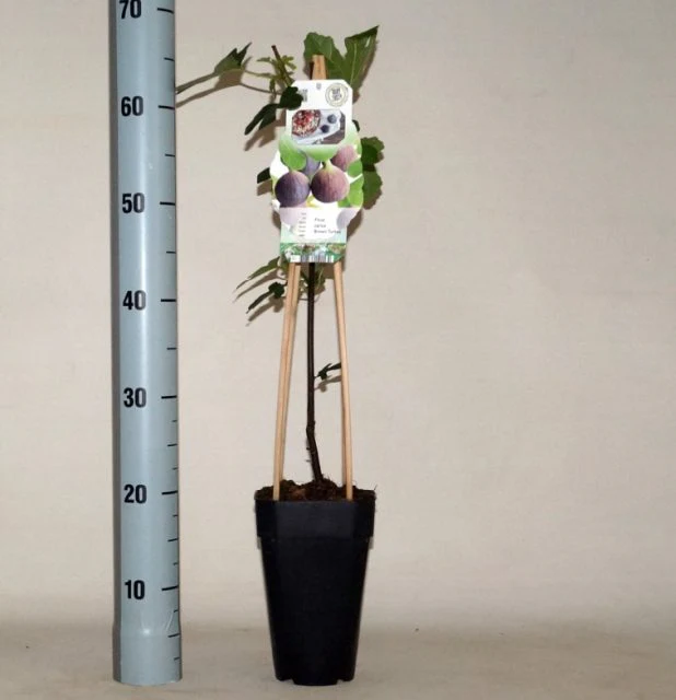 Ficus carica Brown Turkey - Image 2