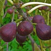 FICUS carica Brown Turkey - Image 2