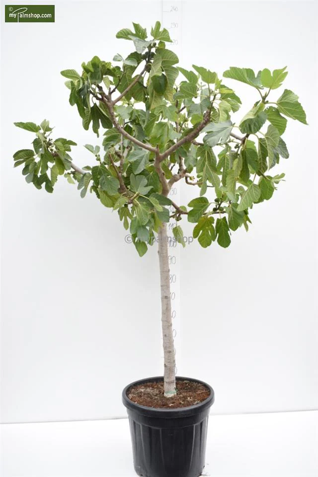 FICUS CARICA BROWN TURKEY CLT 18
