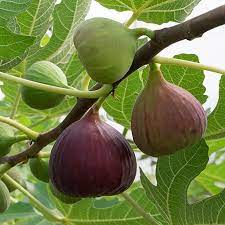 FICUS CARICA BROWN TURKEY CLT 18 - Image 2