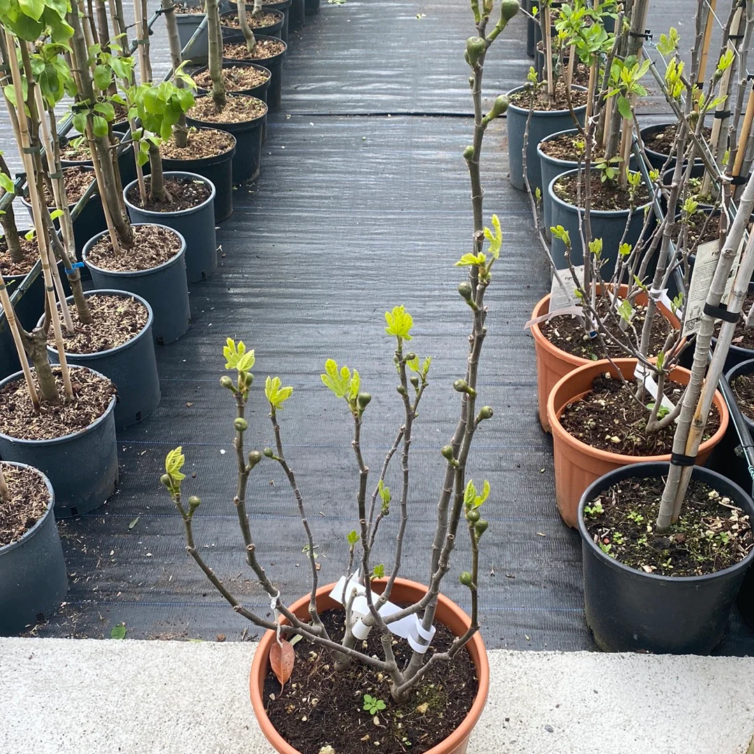 FICUS CARICA BROWN TURKEY CLT 18 - Image 3