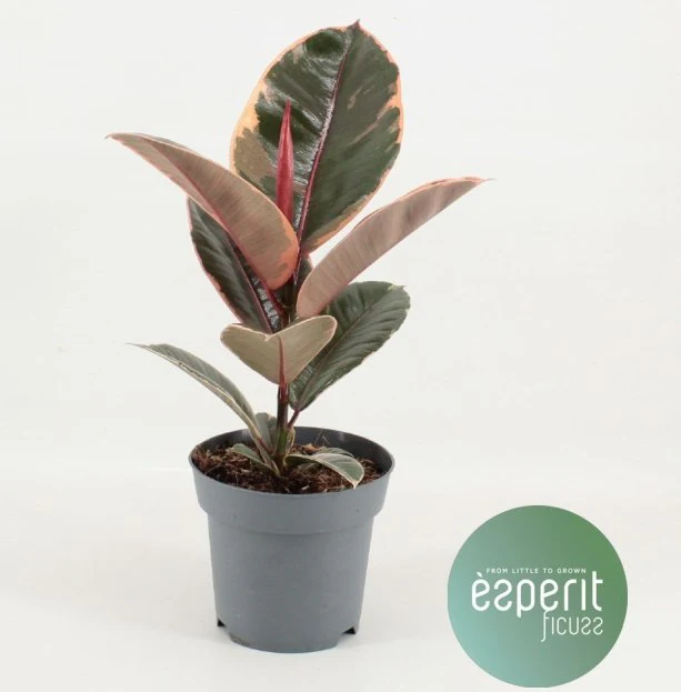 Ficus elastica Belize  P14 - Image 2