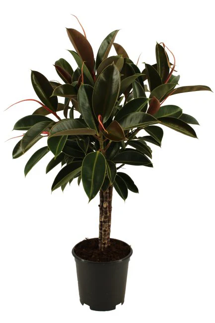 Ficus elastica Melany  P21, trio stem