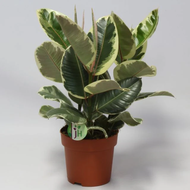 Ficus elastica Tineke  P27