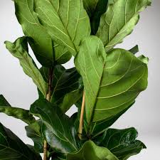 Ficus lyrata - Image 2