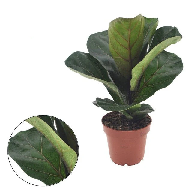 Ficus lyrata 'Bambino' 12cm - Image 2