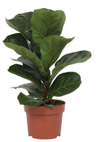 Ficus lyrata Bambino  P12