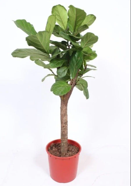 Ficus lyrata  P34  STEM