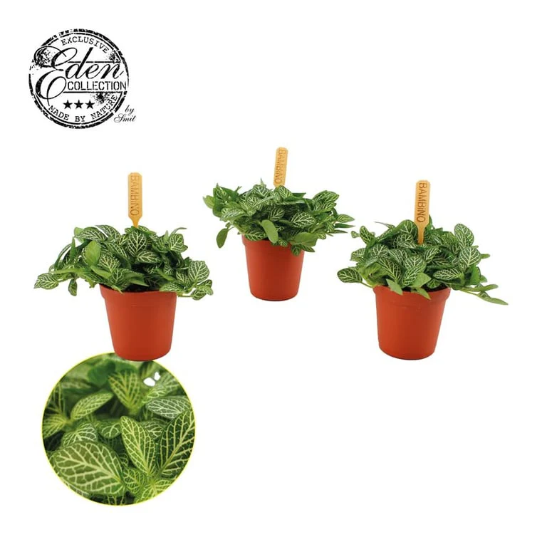 Fittonia verschaffelti P 5,5