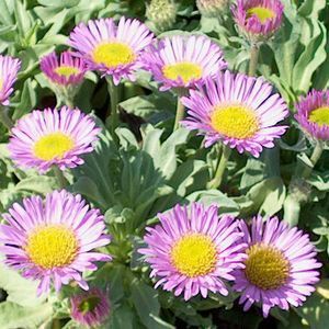 Fleabane Erigeron Glaucus Sea Breeze (2Ltr Pot) - Image 3