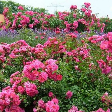 FLOWER CARPET PINK - Image 2
