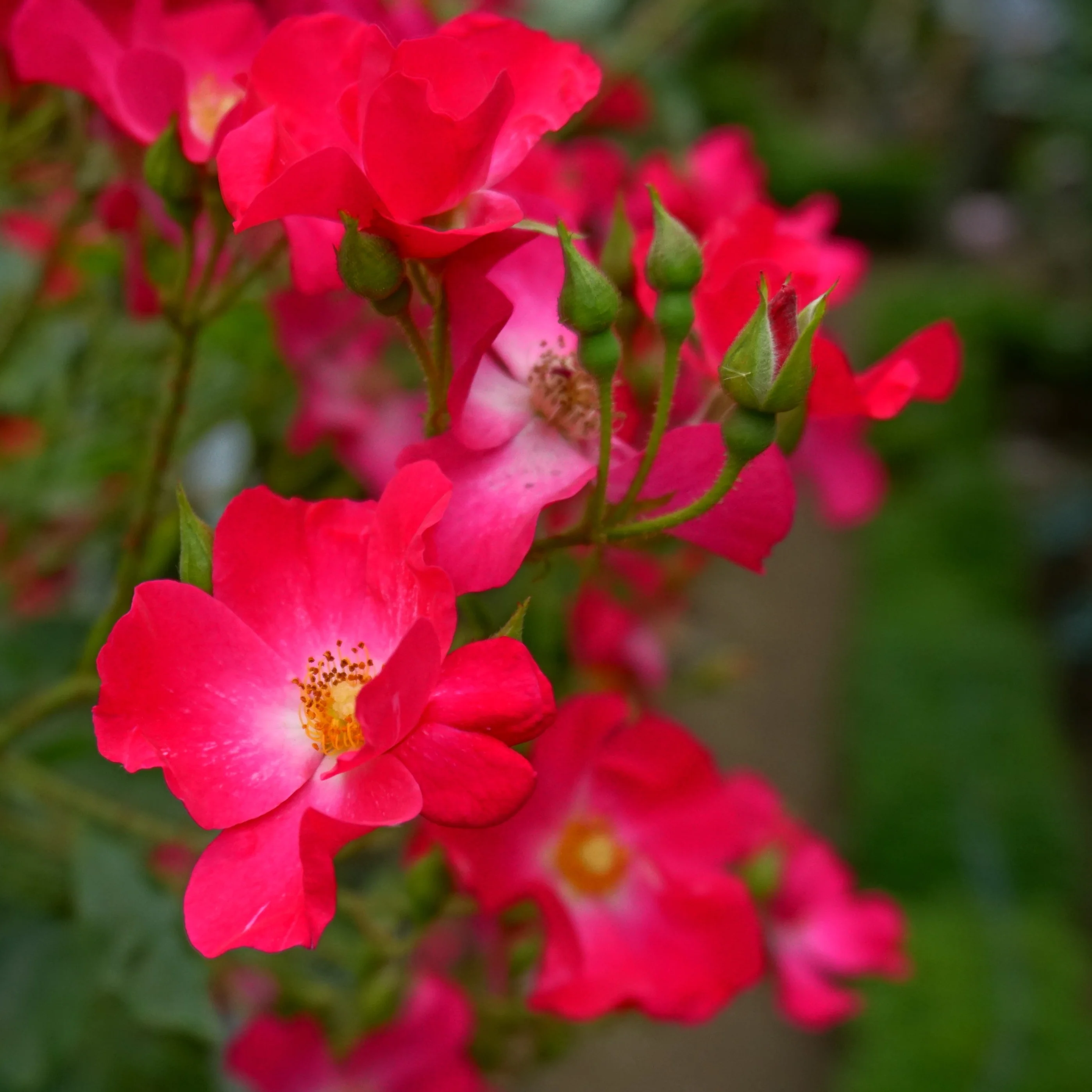 FLOWER CARPET RUBY BUSH - Image 2