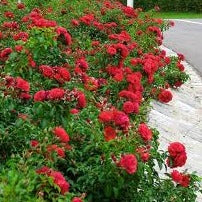 FLOWER CARPET SCARLET - Image 2