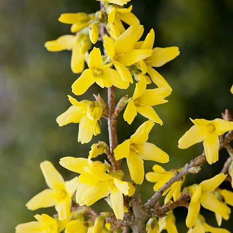 Forysthia Goldrush - Image 2