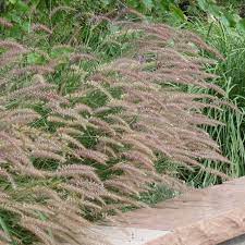 Fountaingrasses Pennisetum Karley Rose (19cm Pot)