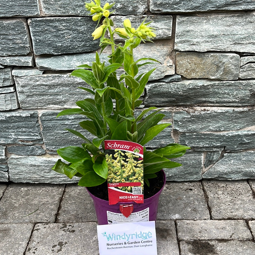 Foxglove Digitalis Grandiflora Carillon (2Ltr Pot) - Image 2