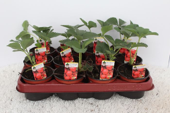 Fragaria Elsanta - Image 2