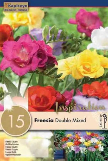 FREESIA DOUBLE MIXED 15