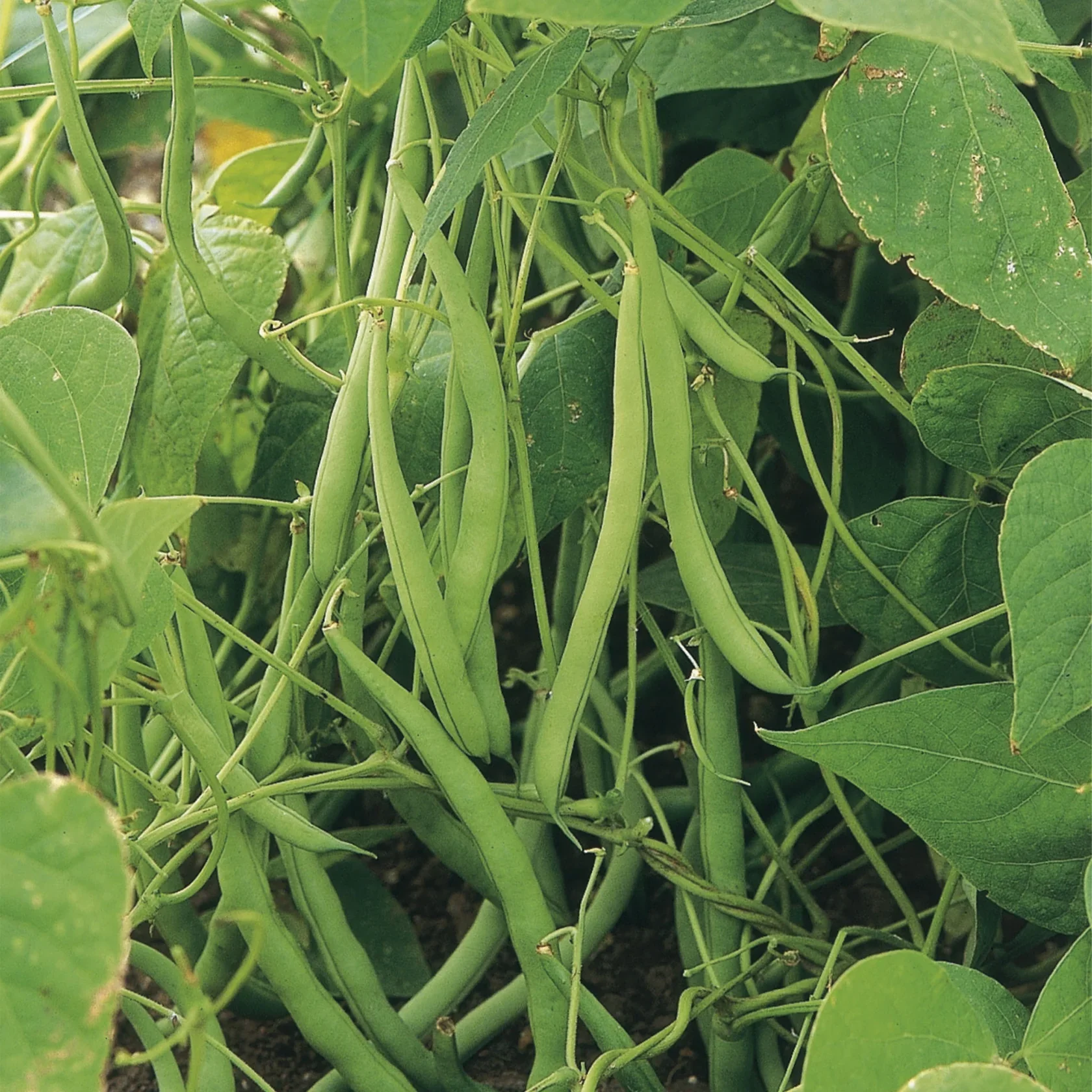 French Bean (Climbing) Cobra - Image 4