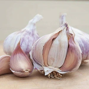 FRENCH GARLIC THERMIDROME