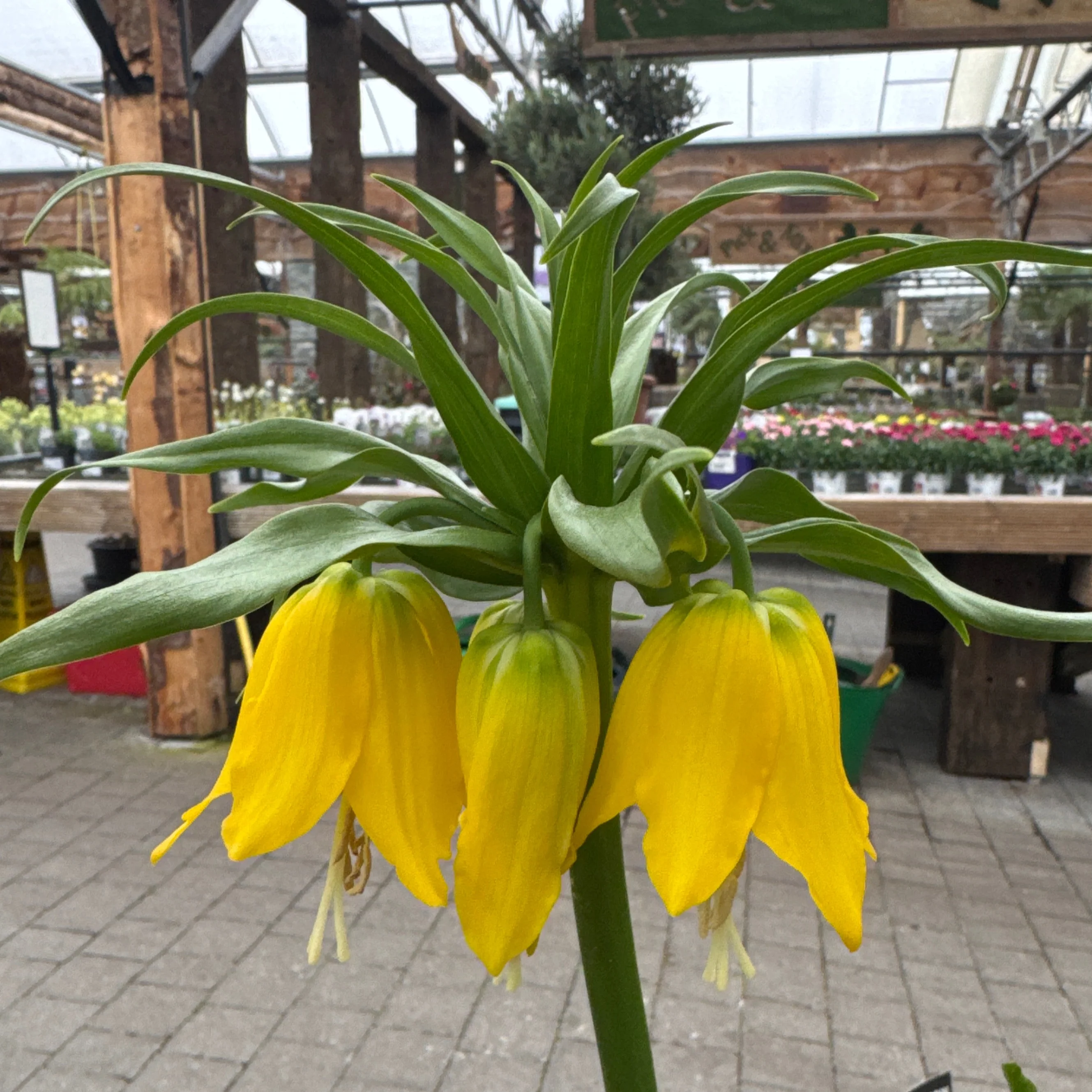 Fritillaria imperalis Lutea