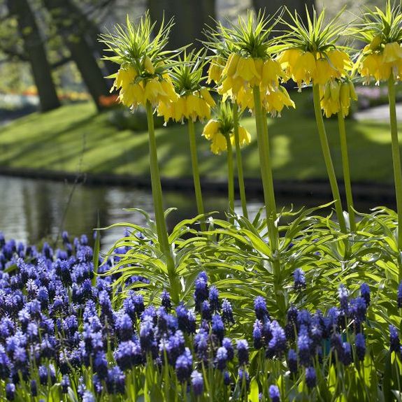 Fritillaria imperalis Lutea - Image 3