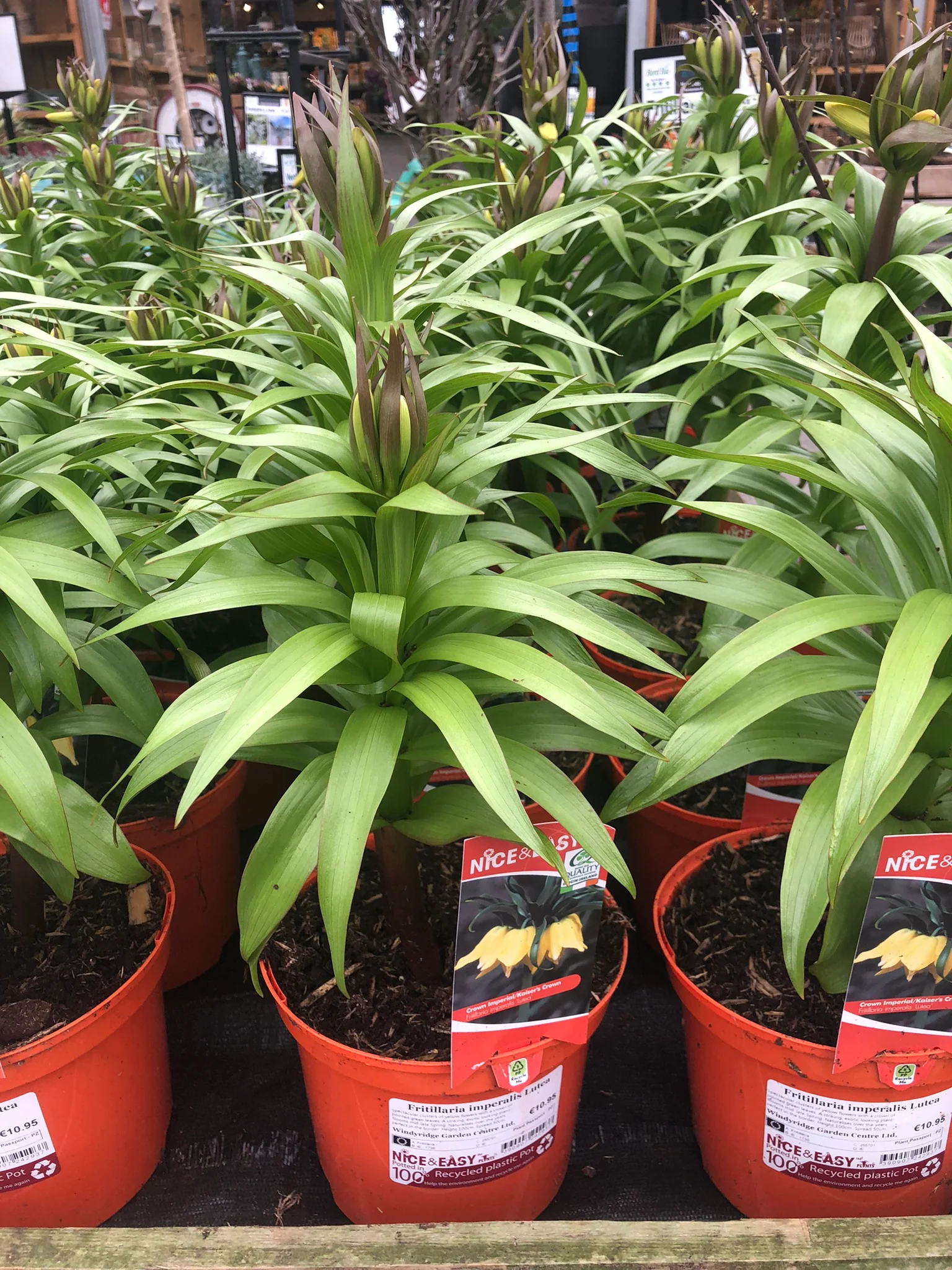 Fritillaria imperalis Lutea - Image 4