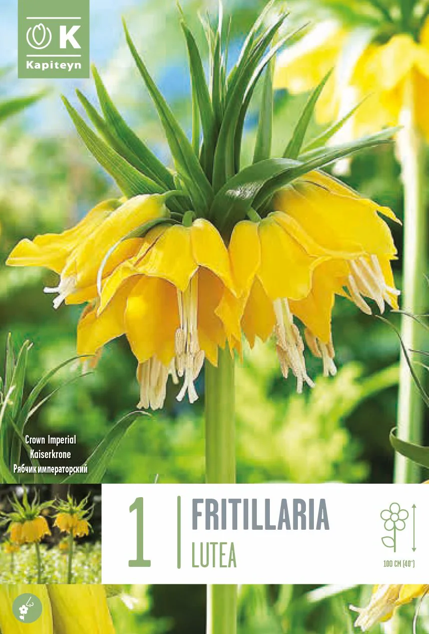 FRITILLARIA LUTEA X 1