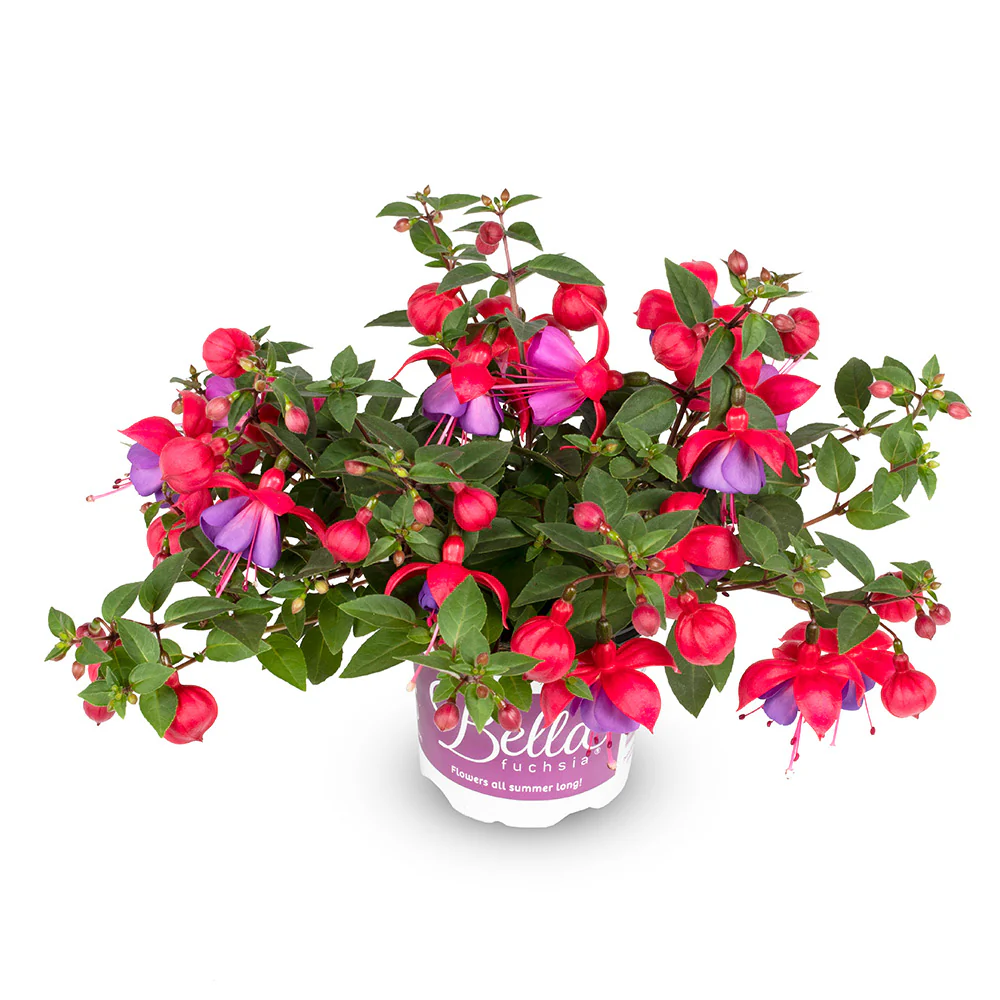 Fuchsia Bella