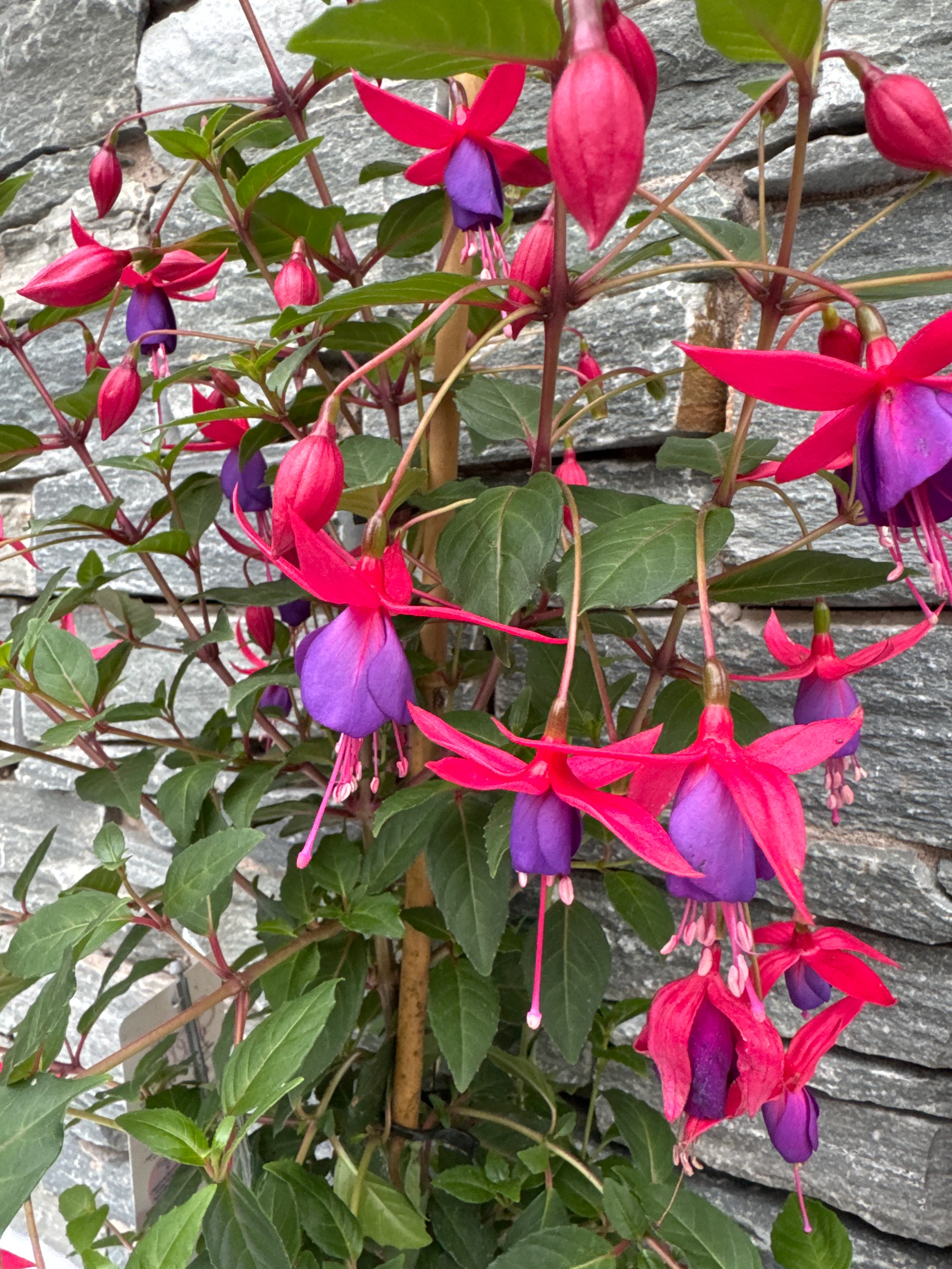 Fuchsia Bella Fuchsia Susanna  P17 - Image 3