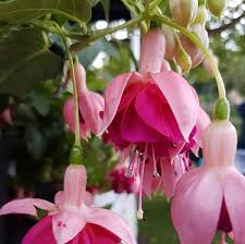 FUCHSIA Garden News - Image 2