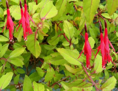 FUCHSIA Genii