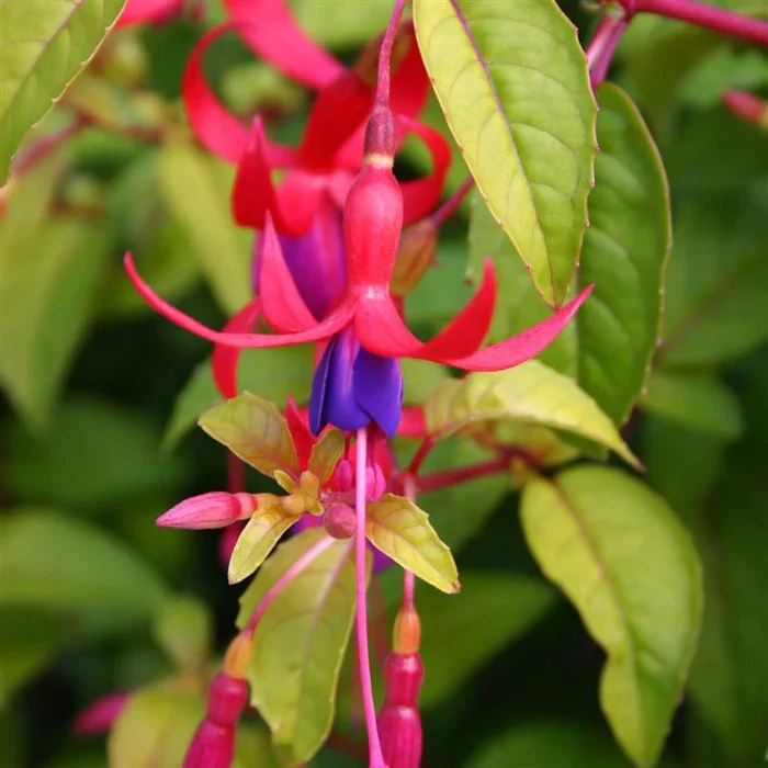 FUCHSIA GENII
