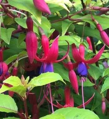 FUCHSIA Genii