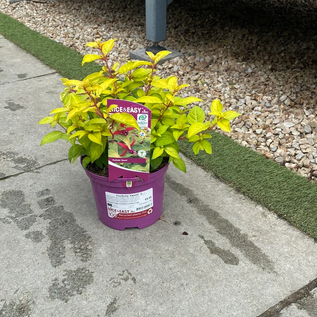 Fuchsia Genii - Image 2