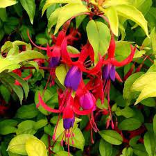 Fuchsia Genii