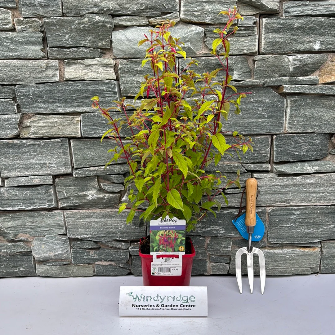 Fuchsia Genii - Image 2