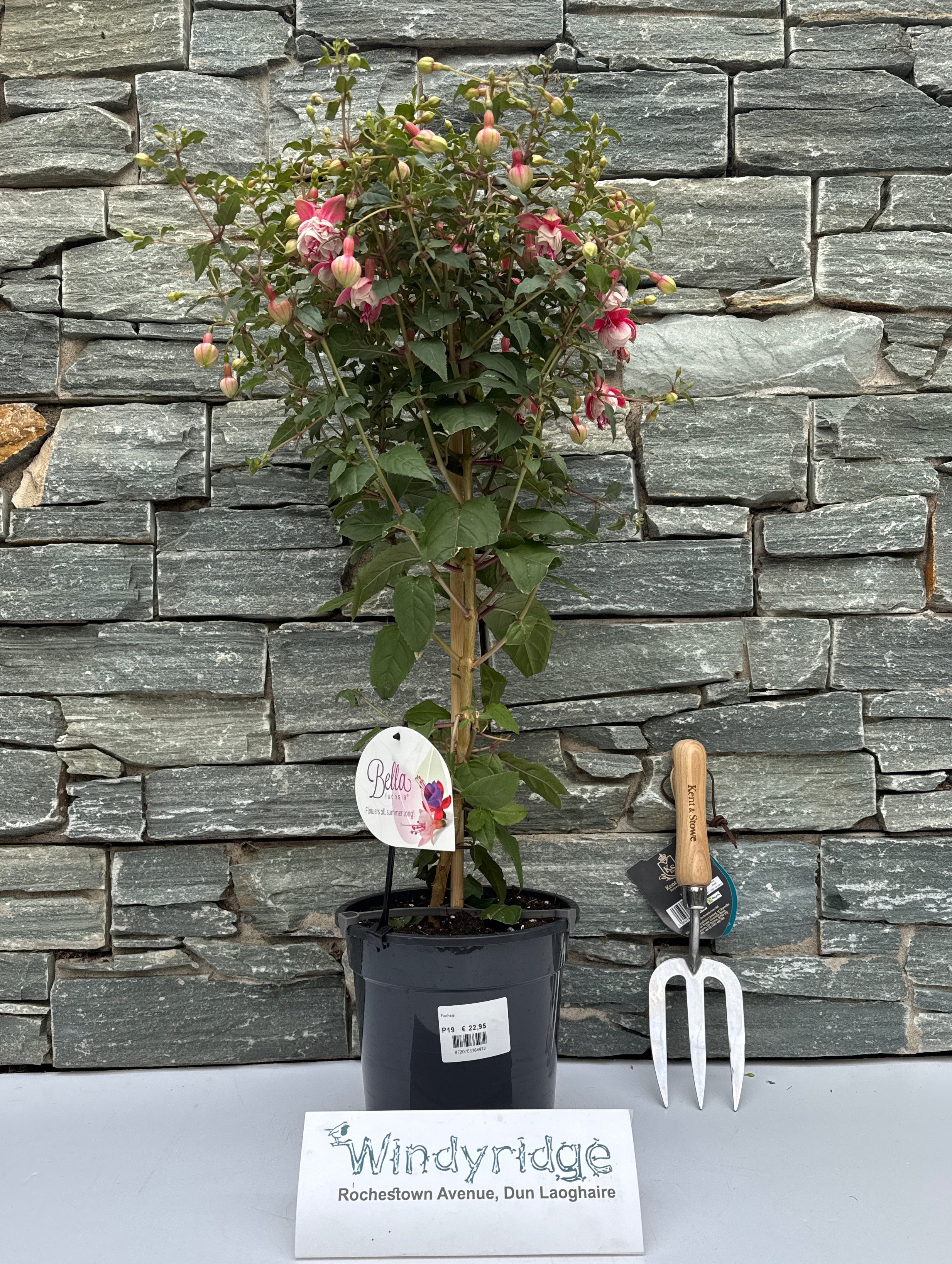 Fuchsia ... Grande XXL mixed tray (dubbelbloemig) on stem - Image 2