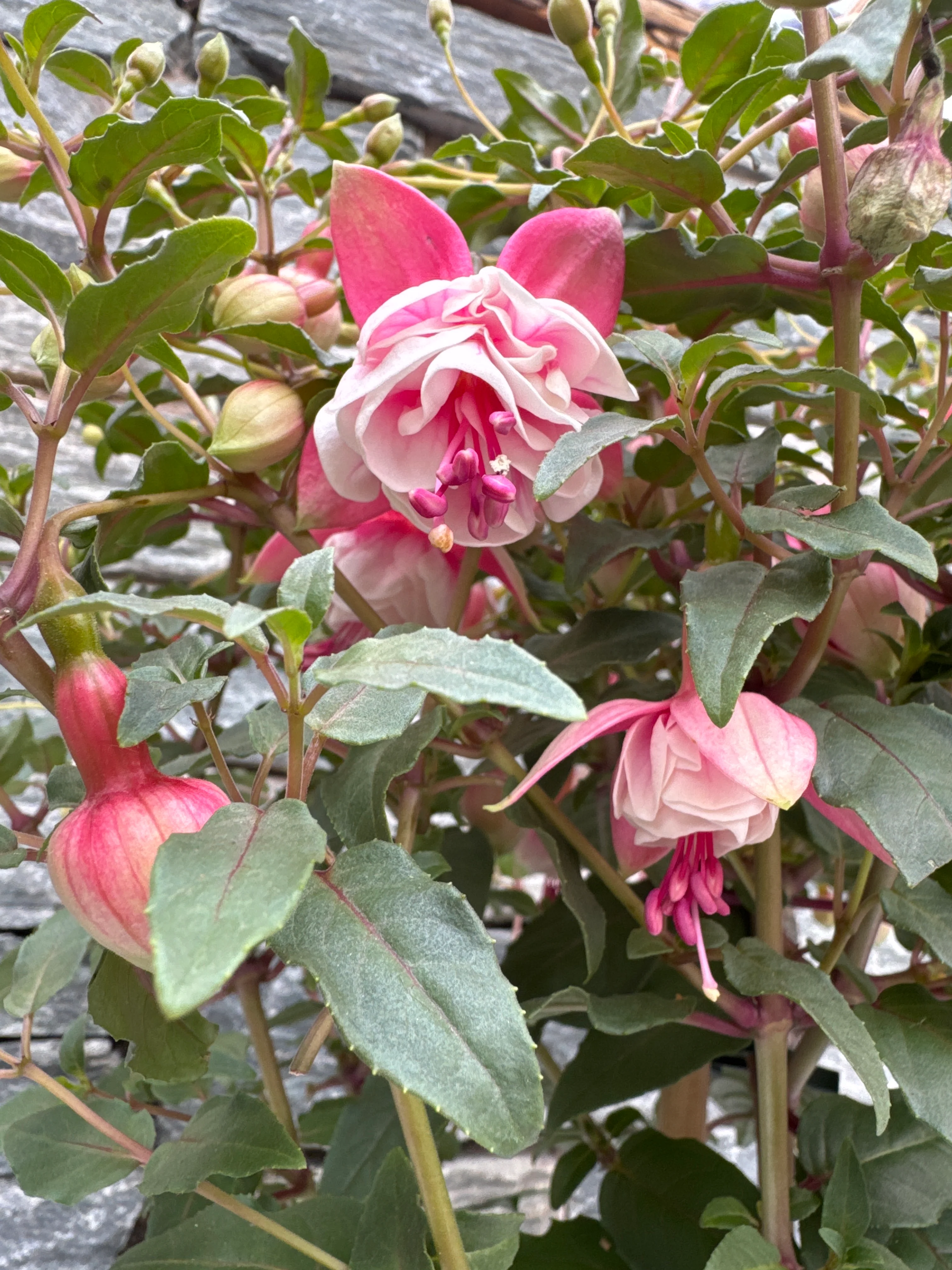 Fuchsia ... Grande XXL mixed tray (dubbelbloemig) on stem - Image 3