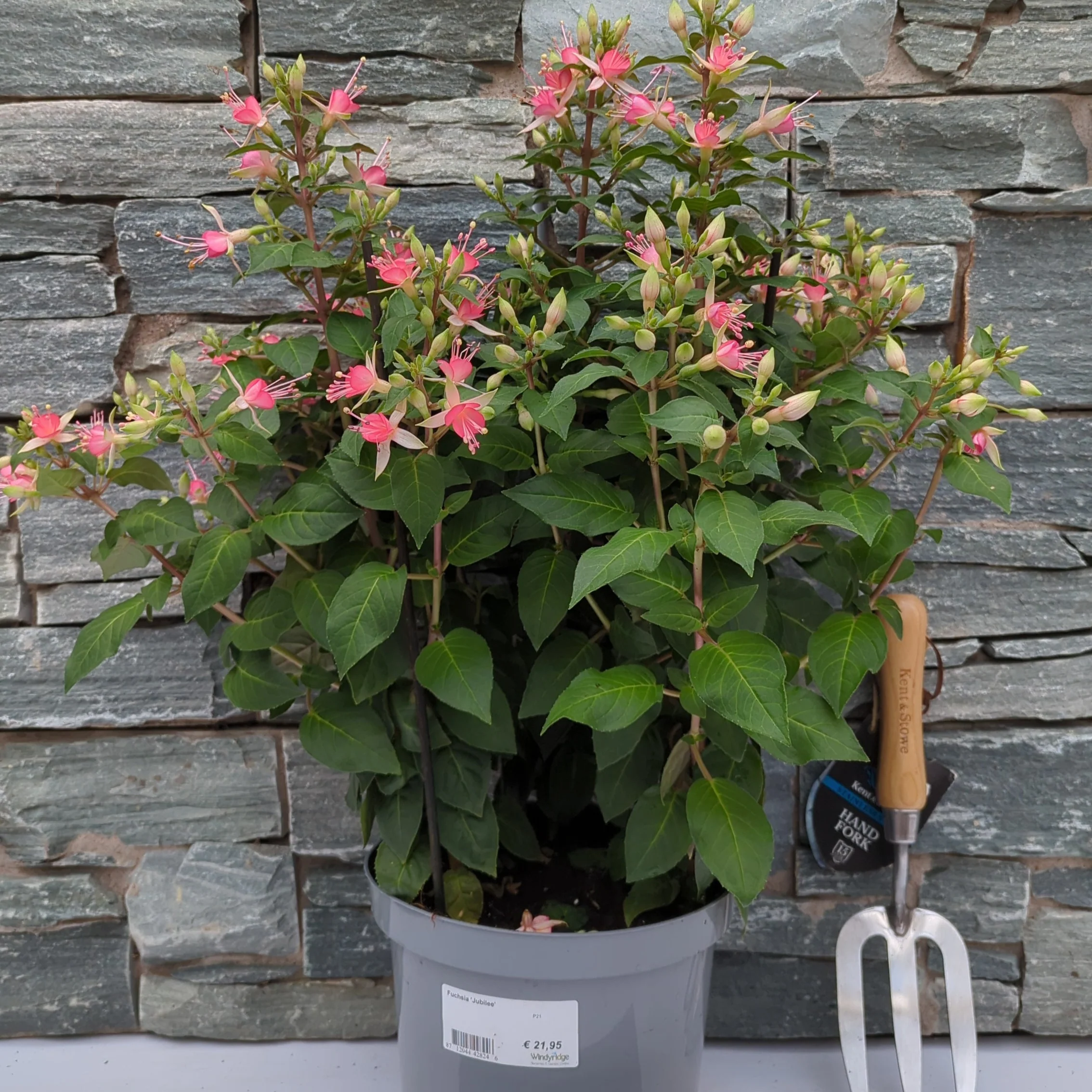 Fuchsia Jubilee - Image 2