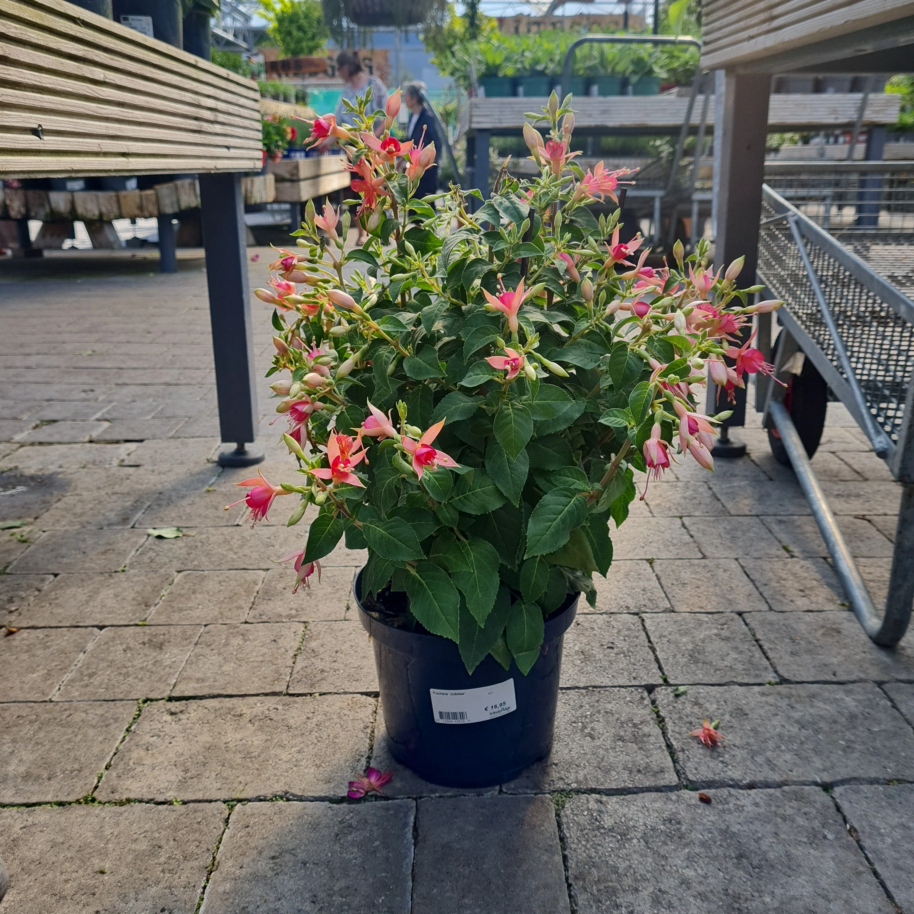 Fuchsia Jubilee - Image 3